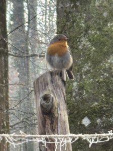 Wald-und Naturtage